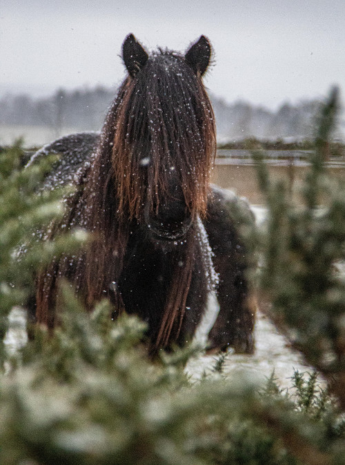 fell pony in snow among gorse