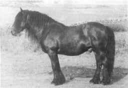 Mrs. R. H. Ball's late stallion Heltondale Rambler II who was originally bought at the Wigton Sales.  [ sekect to view a larger image ]