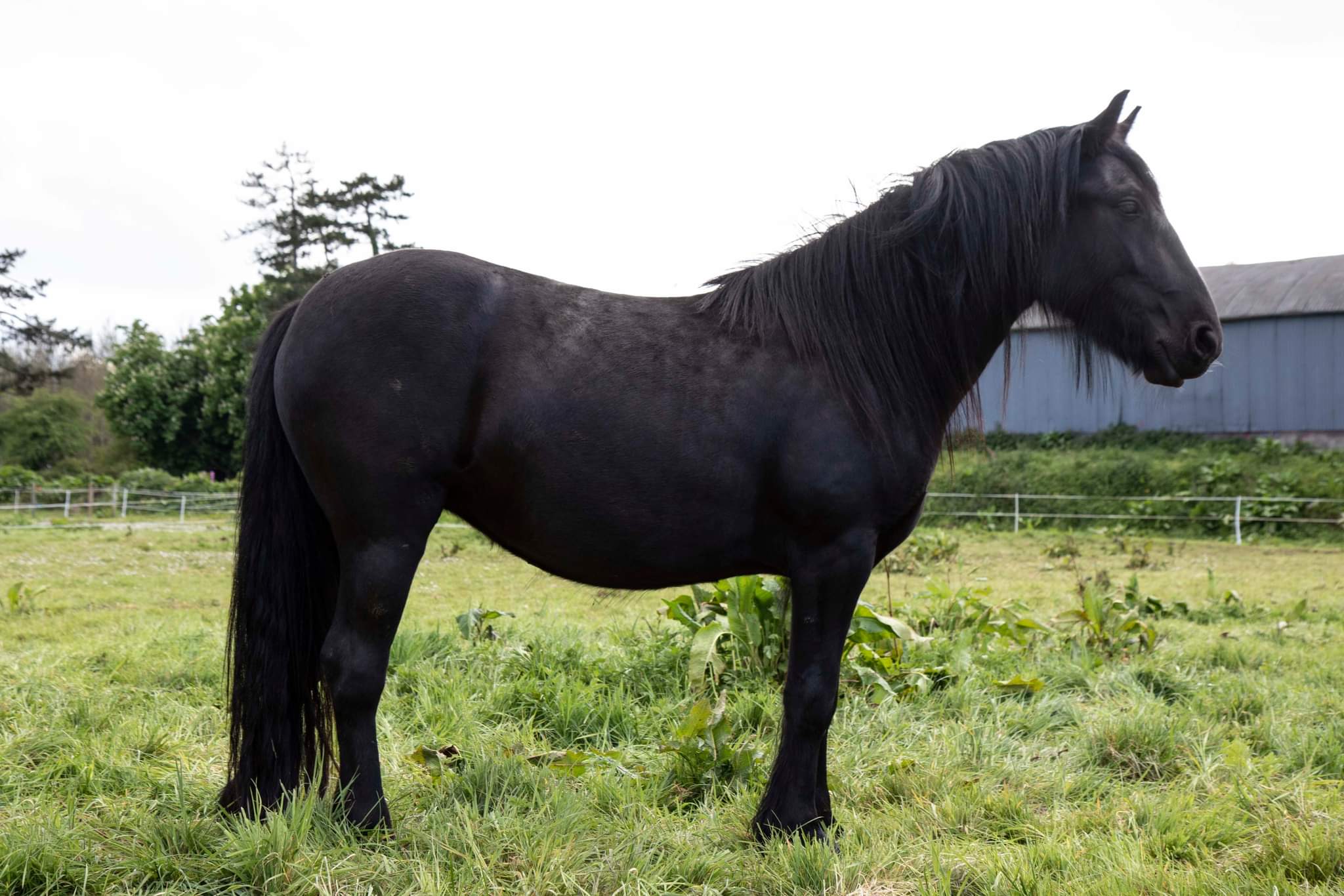Black pony in a green field