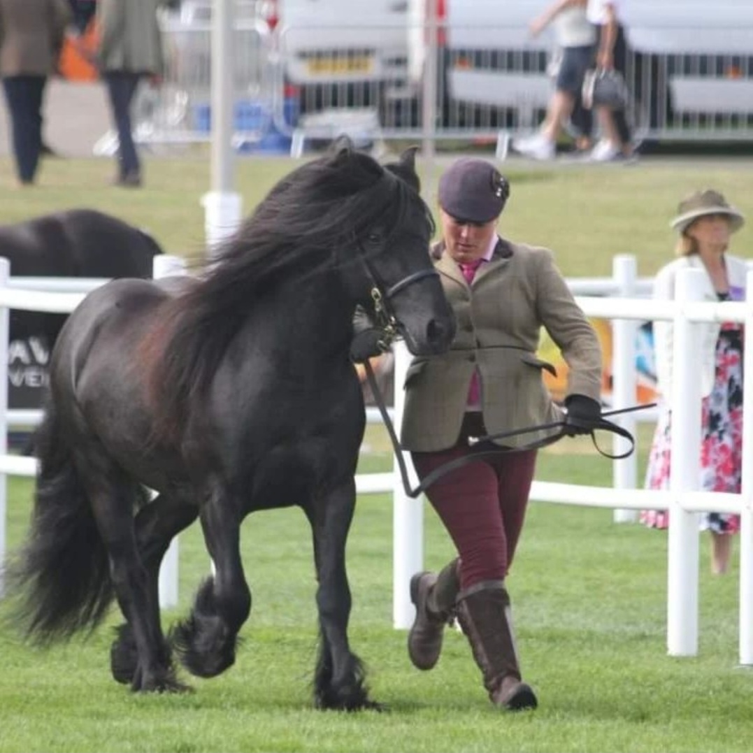 black pony trotting with handler