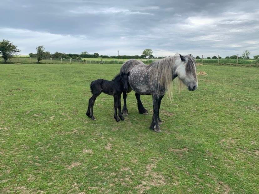 black foal with a grey mare