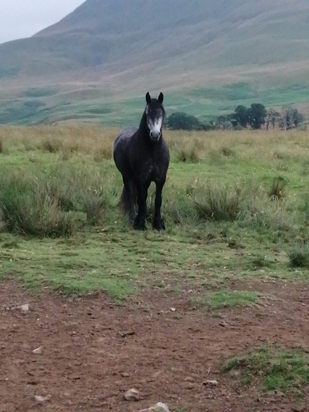 Dark grey pony on a hillside