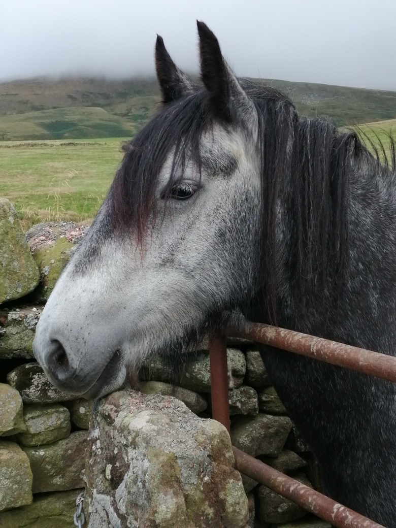 Grey pony looking over a gate