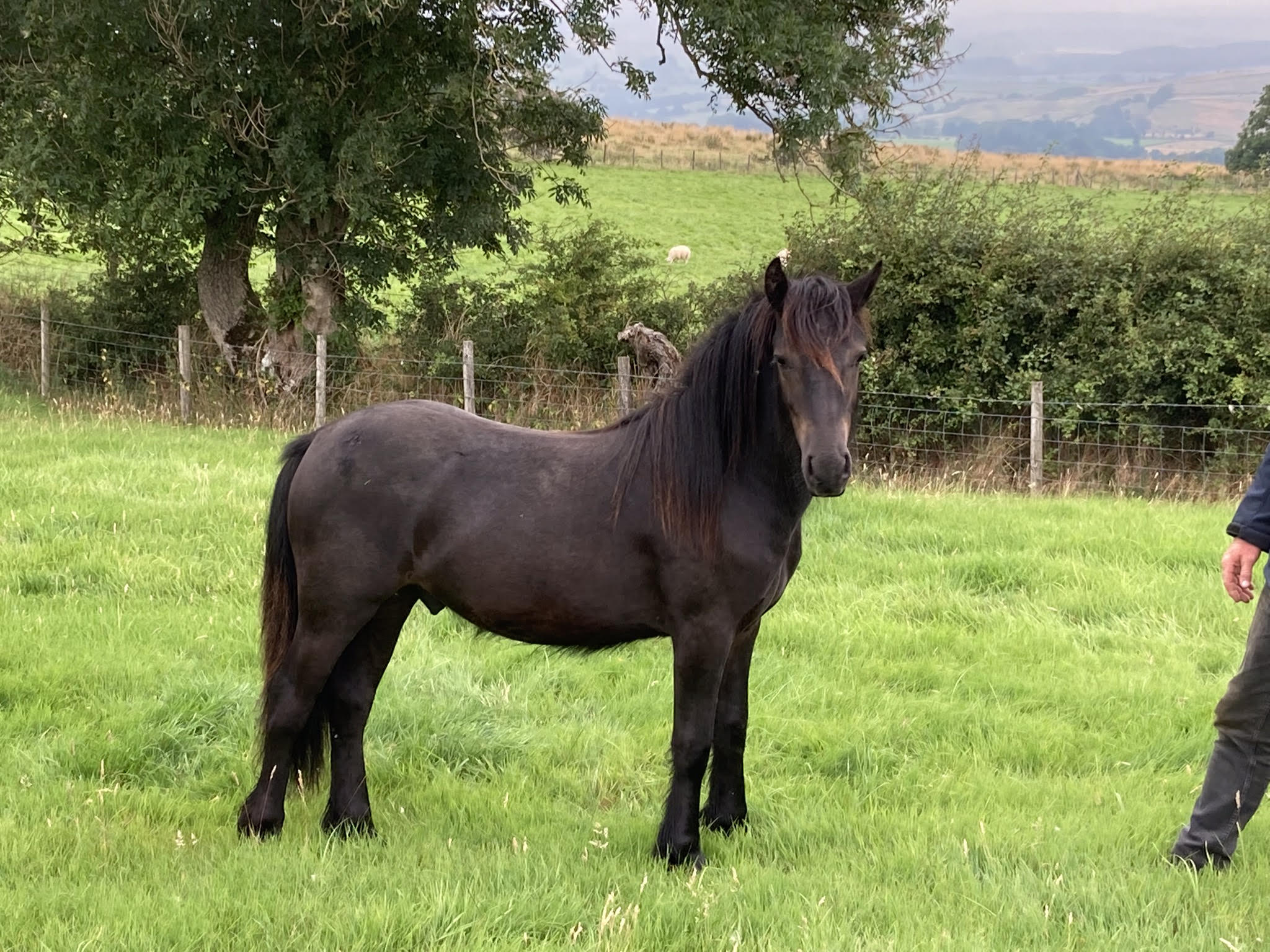 black colt in a field