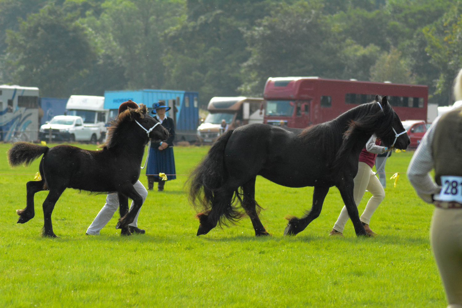 black mare and foal at a show in a green field