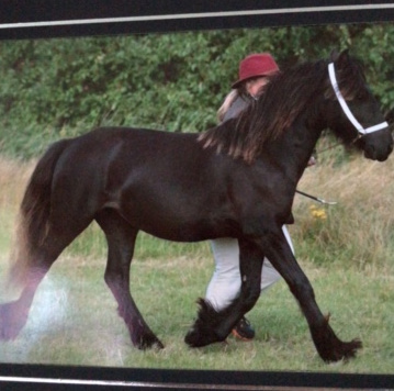 photograph of a pony being led at a show