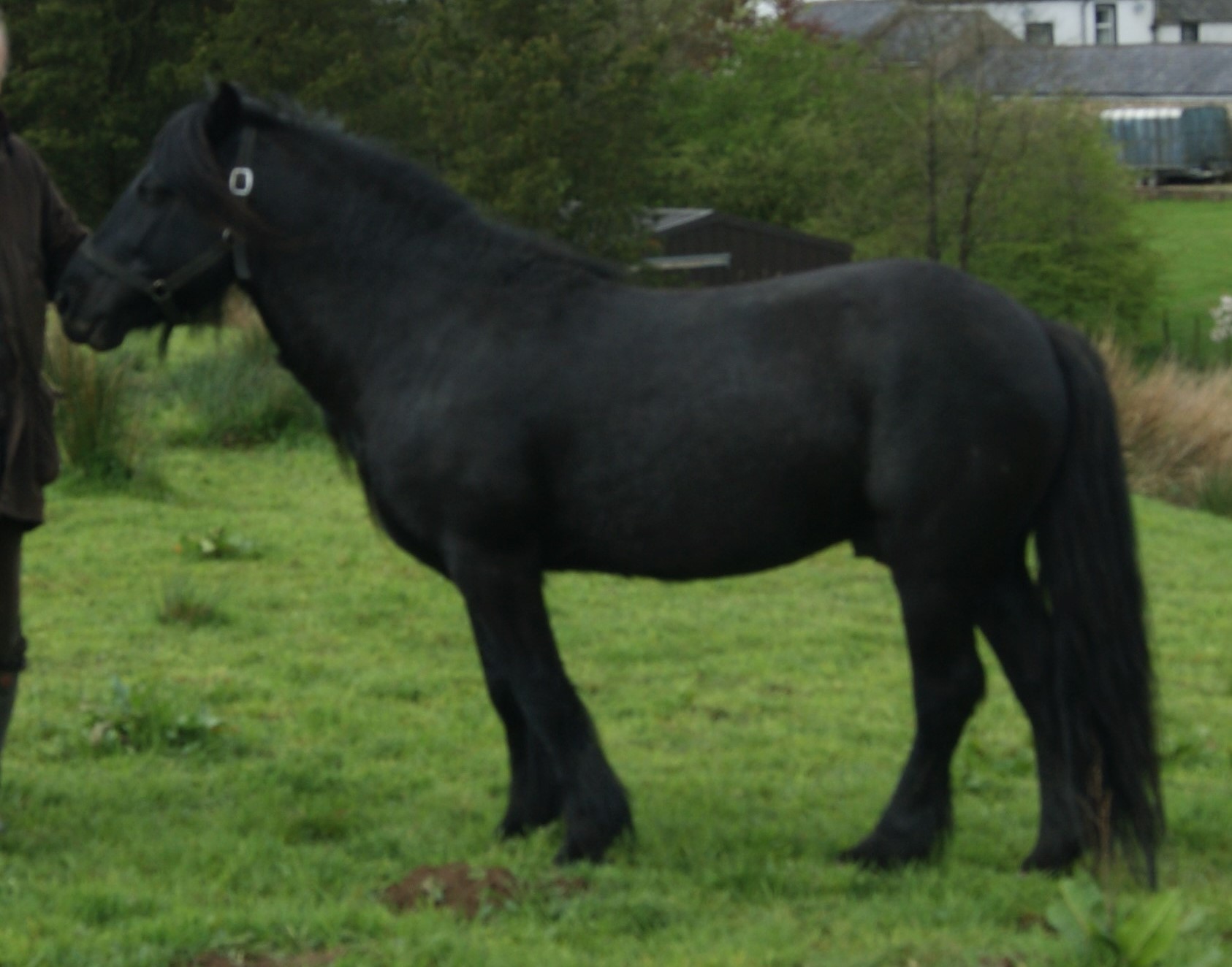 black pony in a field