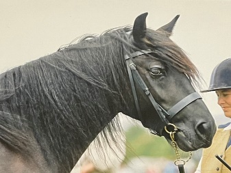 black pony, head and shoulder view