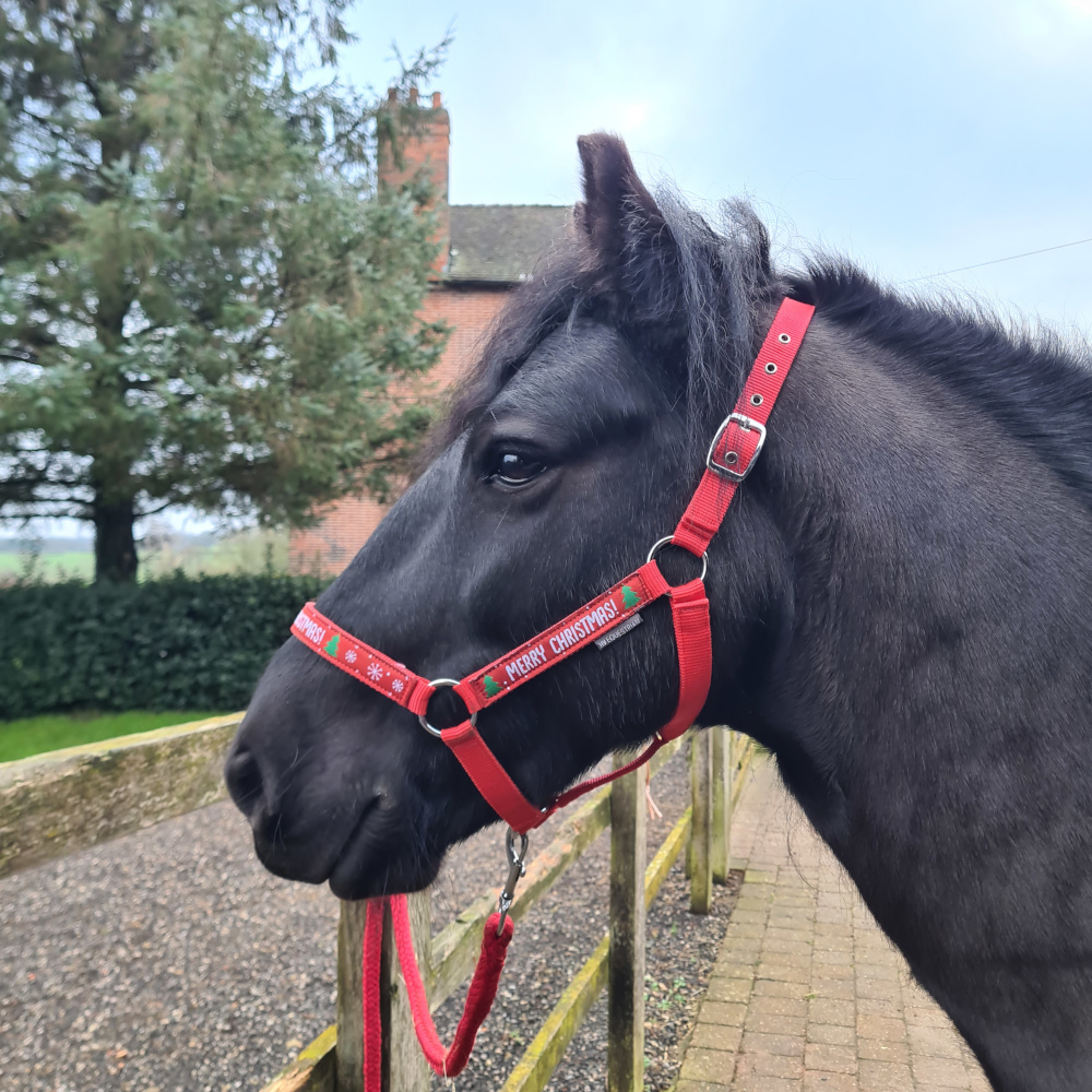 Black Fell pony gelding for sale black pony, side view of head