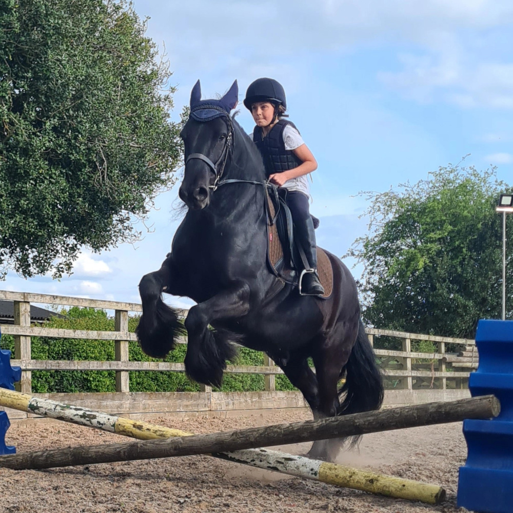 Black Fell pony gelding for sale black pony with child rider, jumping cross poles