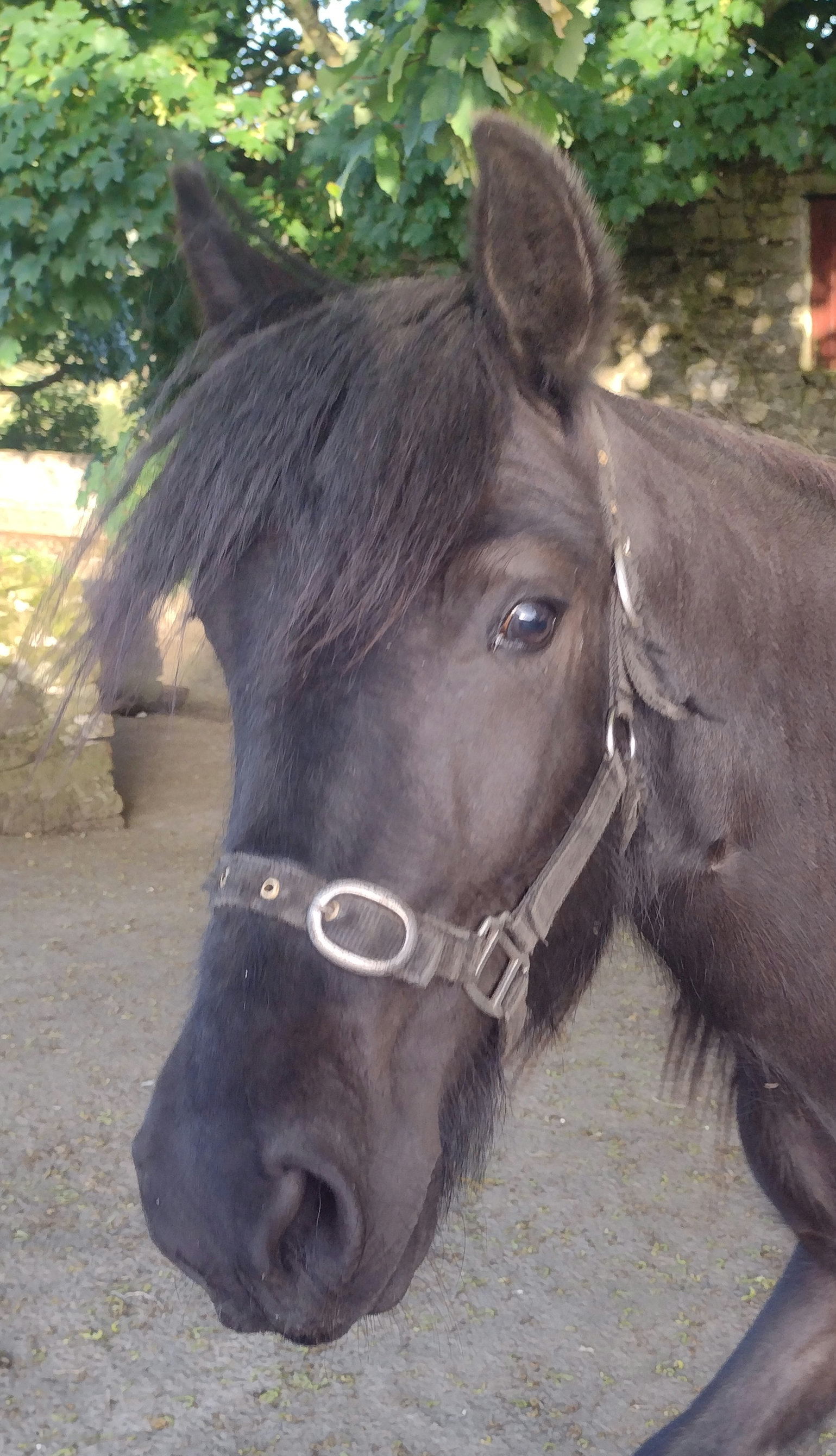 Black 2 year old Fell pony gelding for sale black pony head view