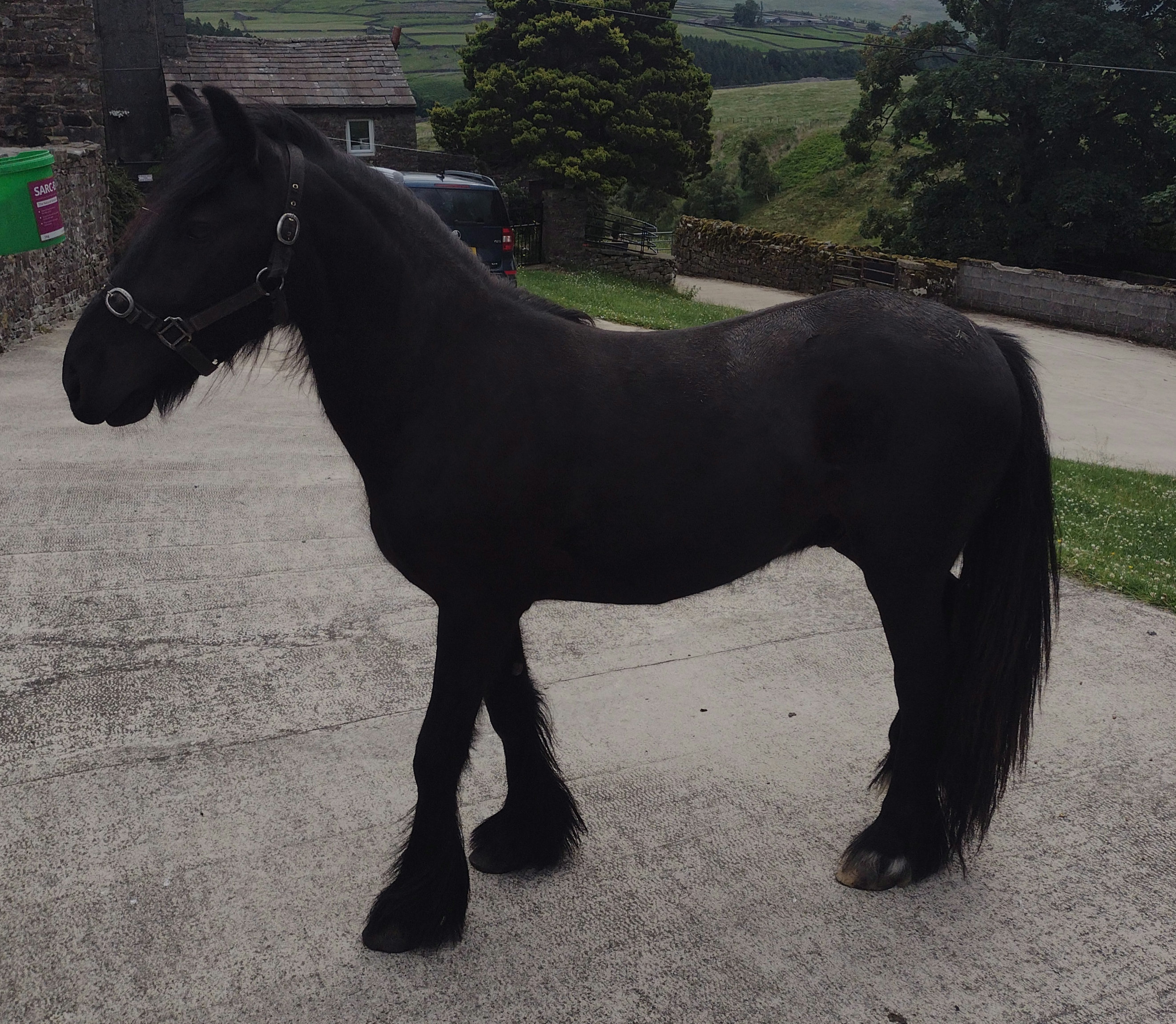 Black 2 year old Fell pony gelding for sale black pony side view