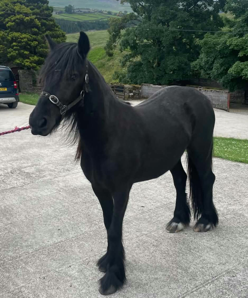 Black 2 year old Fell pony gelding for sale black pony threequarter front view
