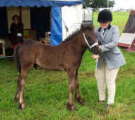 Fell pony foal at a show