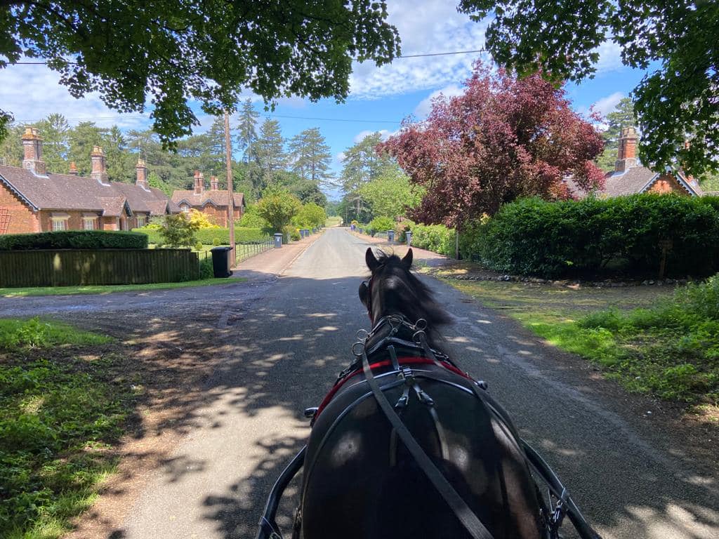 pony driving down a road with trees and houses