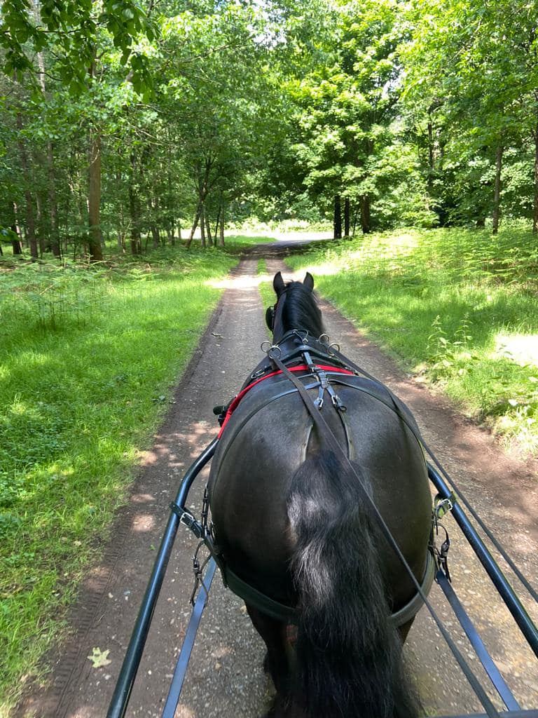 pony in harness