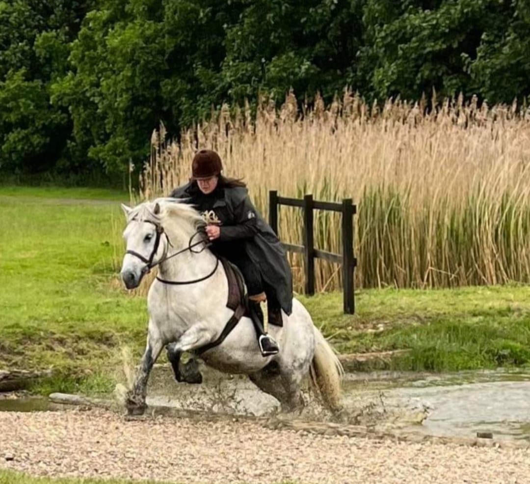 grey pony jumping through a watersplash