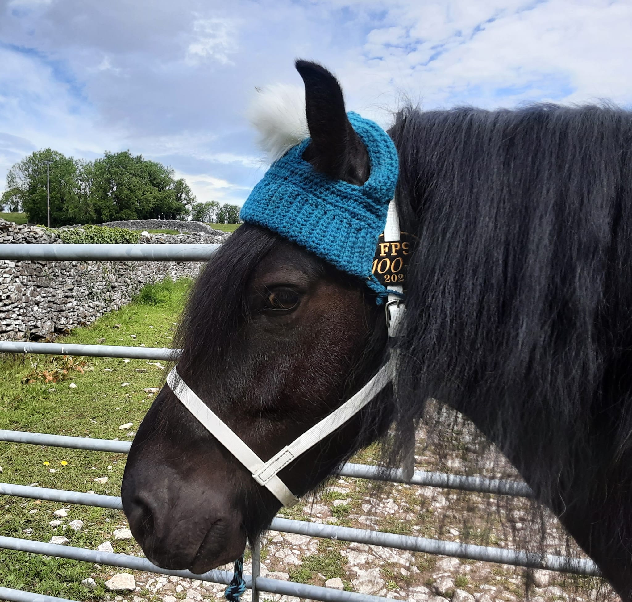 pony wearing woolly hat