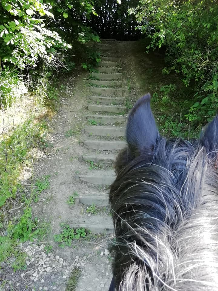 pony facing a long set of rustic steps
