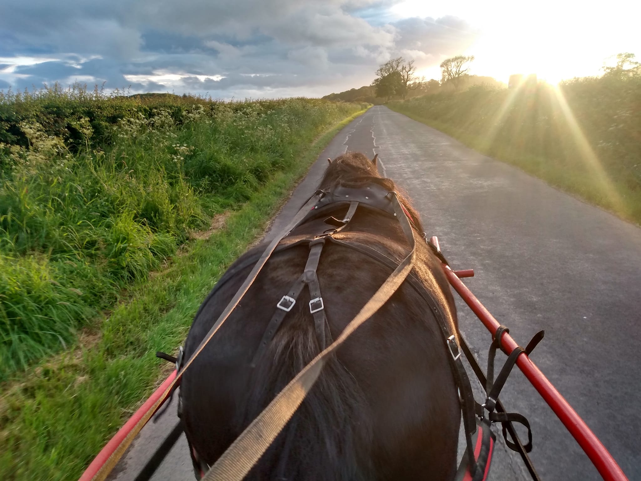pony driving into the sunset