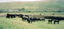 Lunesdale Ponies [select to view a larger image]