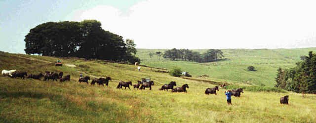 Ponies coming off the fells.  Spring 2000 Lunesdale gathering.