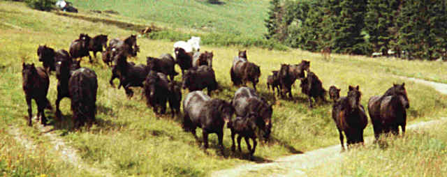 Ponies coming off the fells.  Spring 2000 Lunesdale gathering.