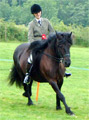 Fell pony cantering