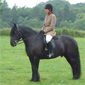 black Fell pony at a show