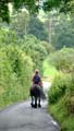 Brown Fell pony hacking down a lane