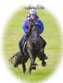 Endurance racing with a Fell pony