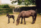 1 day old filly foal Pedwell Tolly La Petite wiht dam Murthwaite Melissa. [ select to view a larger image ]