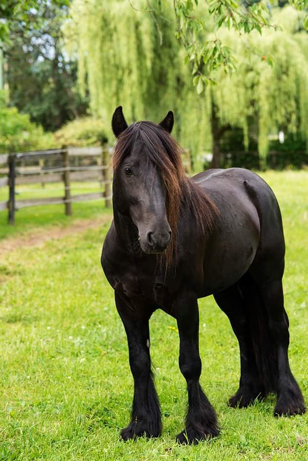 fell pony stallion