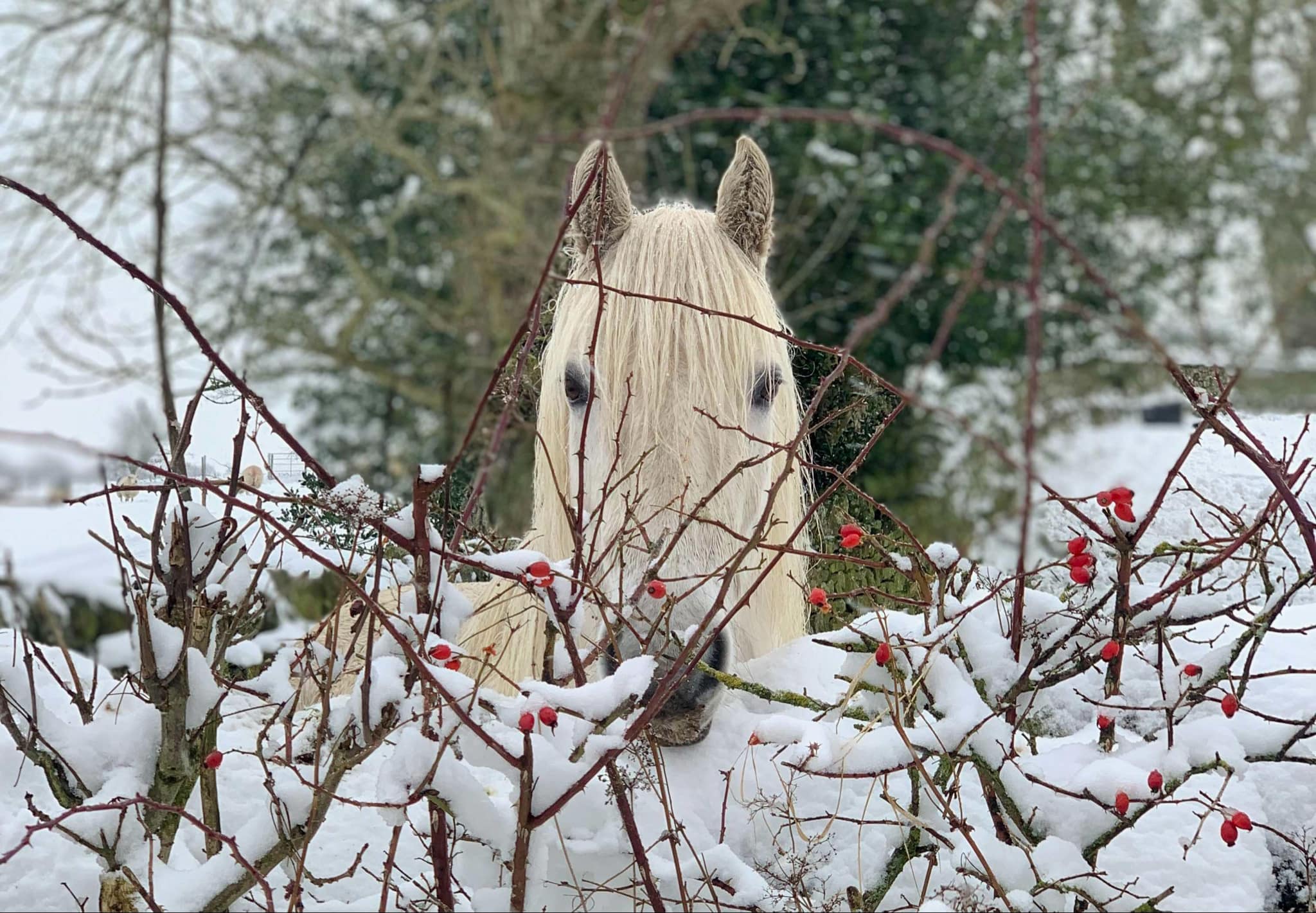 Grey pony in a snowy scene