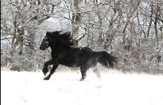 black pony galloping in the snow