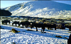 ponies on the fell in the snow