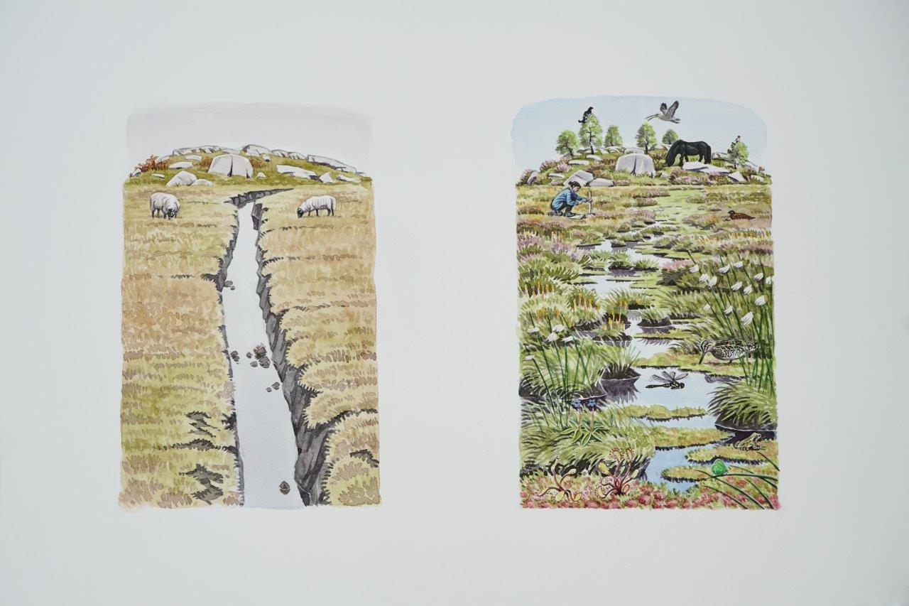 artist's impression, before-and-after images of bog restoration