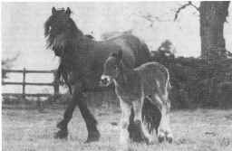 1980MareAndFoal.jpg (116447 bytes)