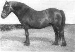 Mrs. Stella Hore's May Queen, photographed last summer at the age of twenty-seven.  [select to view a larger image]