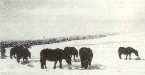 Brood mares belonging to Mrs. A. Newall at her Dene stud in Northumberland wintering out. [ select to view a larger image ]
