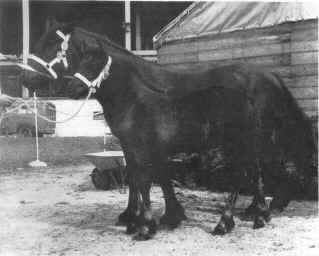 Bess o' the Hill and her filly foal, Mayflower o' the Hill bred by Mr. J. Bell of Wigton. 1948. [ select to view a larger image ]