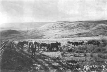 IMr. H. F. Wales with some of his Lownthwaite Ponies.  Select to view a larger image.