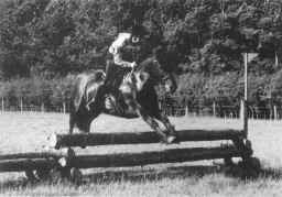 Abbey Carlos ridden by Anne's husband Grayhm, at the Hunt Cross Country at Charterhall 1991.  [Select to view a larger image]