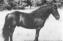 DUKEDOM FP264G, a black gelding foaled in 1984.  [Select to view a larger image]