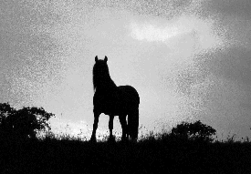 Pony Silhouette
