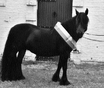 Heltondale Ruby II FP1829 winning the Fell Pony mare class at the Pony Festival of Rhineland in Aachen September 1999