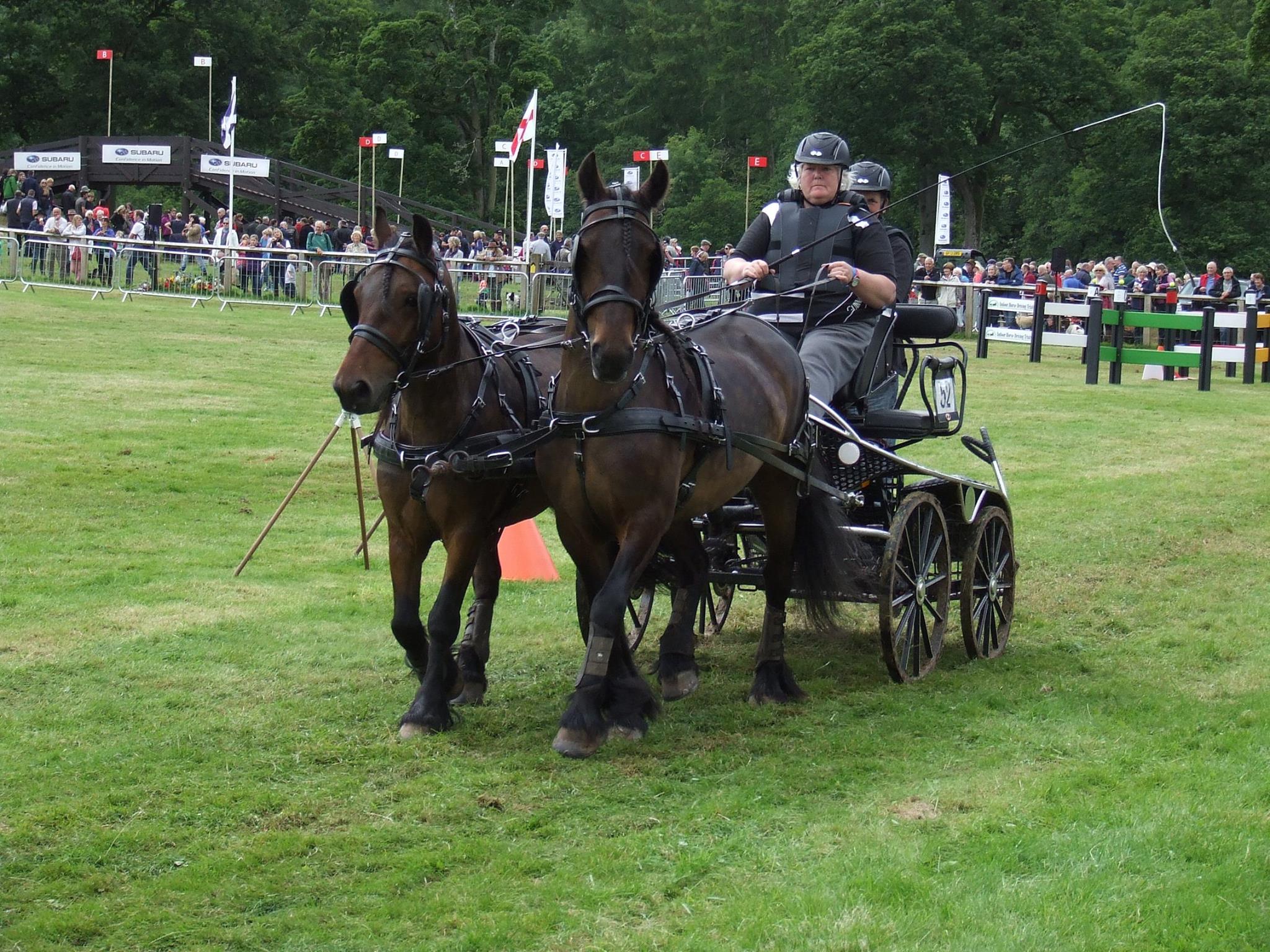 pair of brown fell ponies pulling a competition carriage
