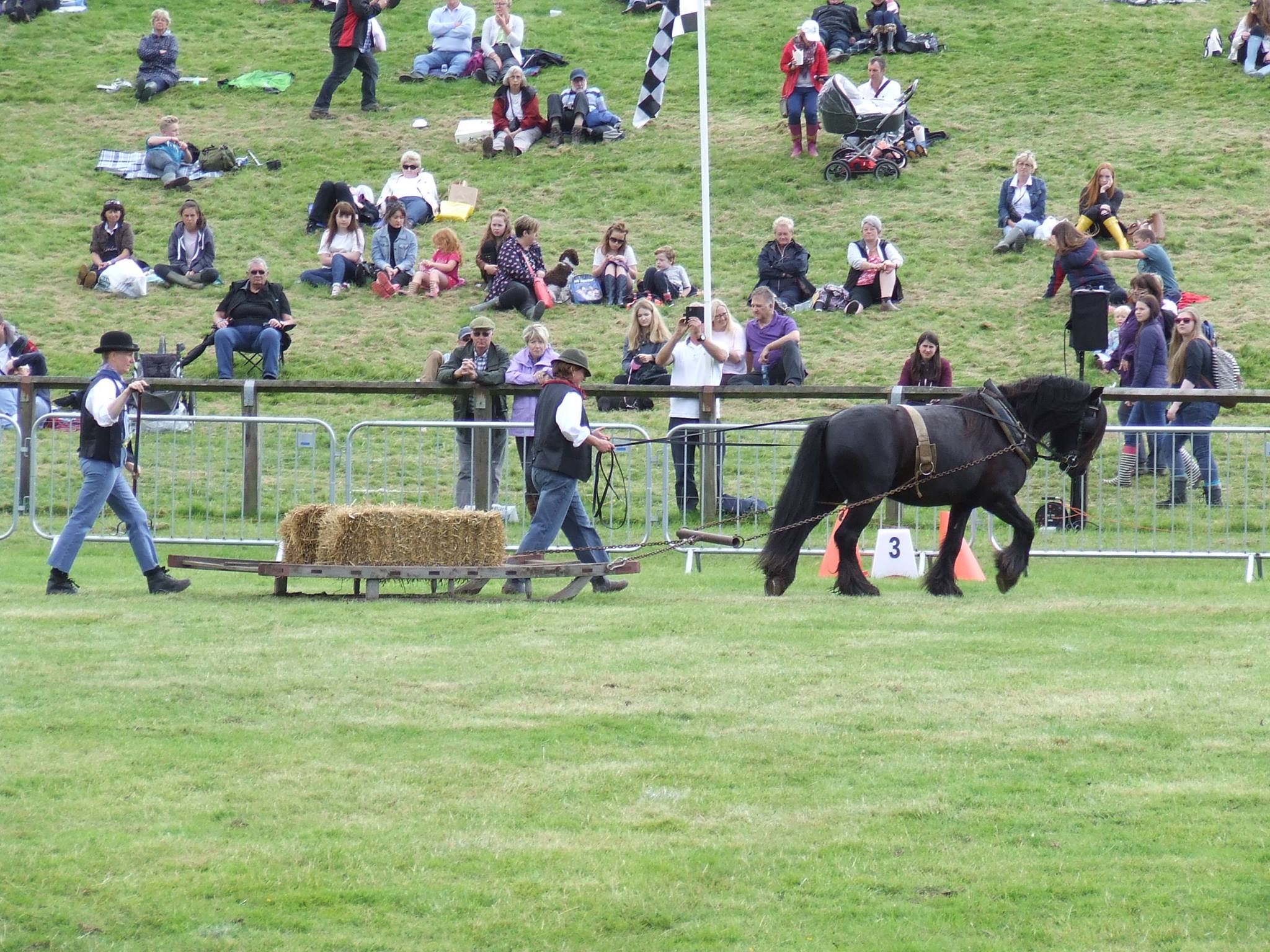 pony pulling a hay sledge