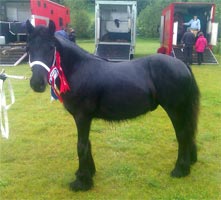 Wellbrow Edwin at Todmorden Show