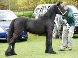 Banksgate yearling